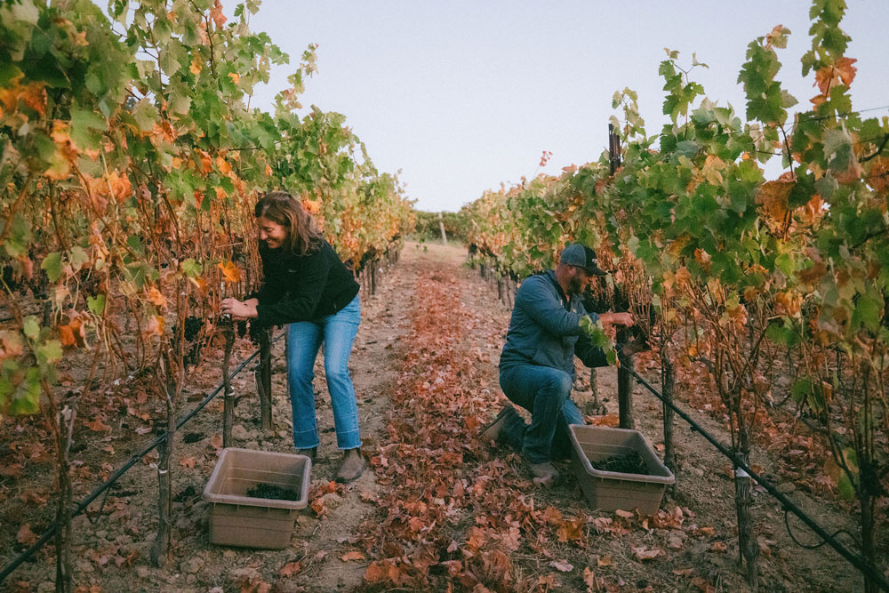 vineyard-
